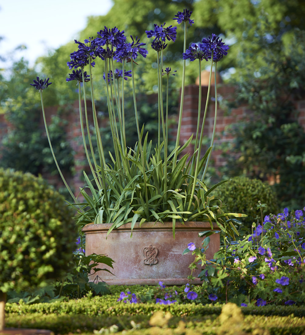 plant suggestions for terracotta pots